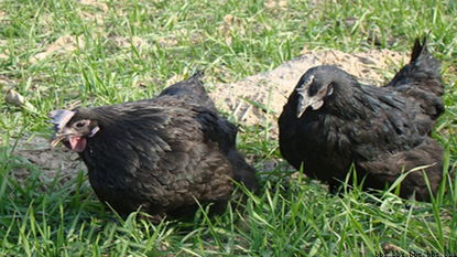 兴平市土乌家禽养殖专业合作社 推动现代家禽养殖的典范