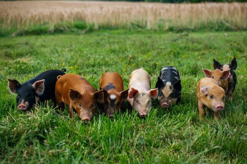 家禽养殖摄影 记录与实用的完美结合