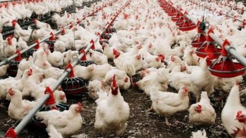 全球首例人感染H5N2禽流感病例 警惕禽类屠宰与生产环节的防控挑战