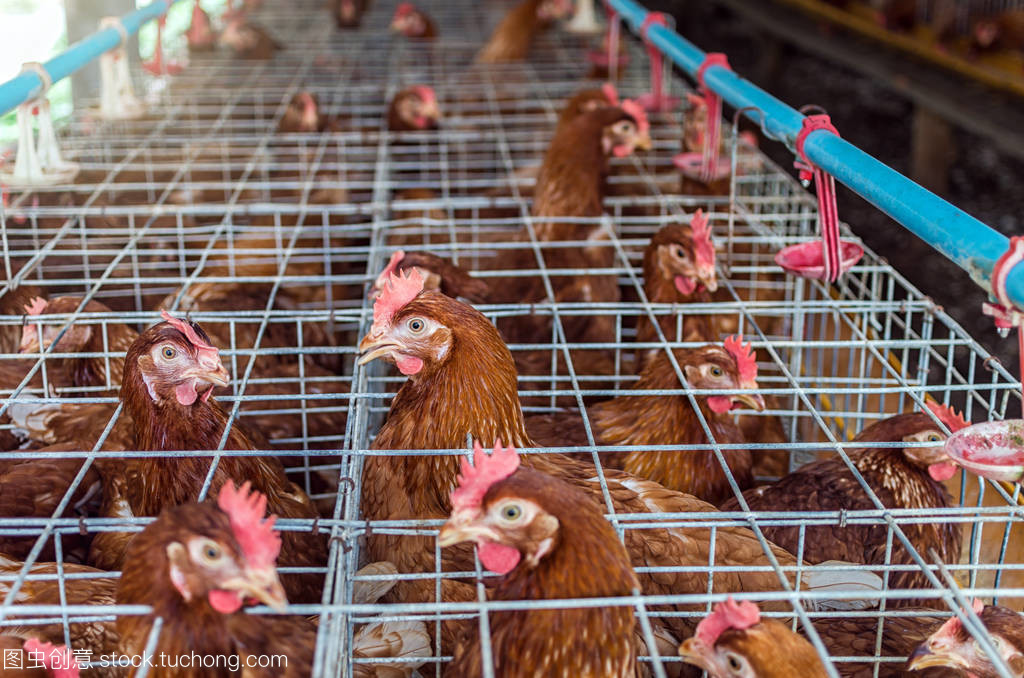 家禽农场与家禽养殖 现代养殖业的实践与挑战