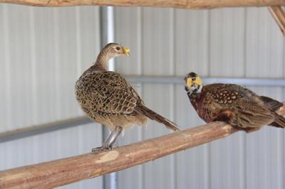 农村特种养殖 三大利润丰厚且易于饲养的项目解析