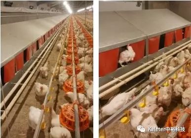 冬季蛋鸡产蛋期饲养管理及中裕科技自动/手动产蛋箱的应用