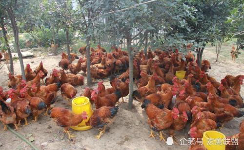 鸡价探底回升，光禽产业助力家禽行情向好发展