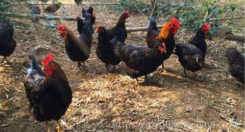 有机家禽养殖技术与光禽屠宰生产全流程解析