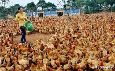 乡村振兴新机遇 家禽养殖创业指南与致富路径