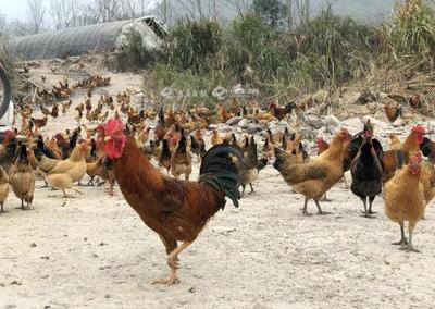 补助暖人心，家禽养殖户转忧为喜