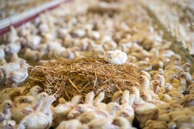 10种低成本蛋白质家禽饲料，为您的养殖业降本增效