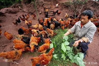养鸡之道 科学养殖与光禽加工的双重智慧