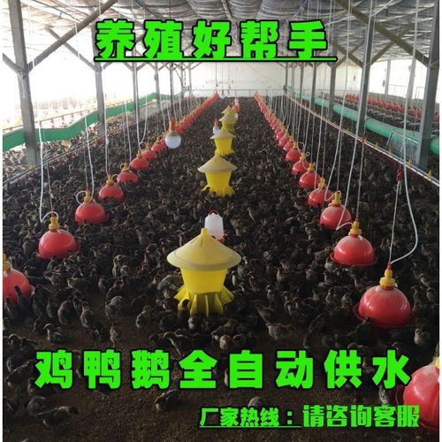 家禽自动饮水器 现代化养殖的高效工具