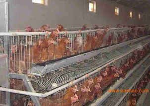 家禽养殖场如何科学选择温控锅炉 从类型、厂家到价格的全面指南