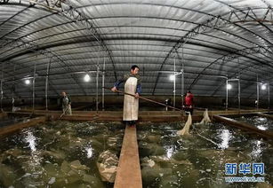 乐亭 海产品工厂化养殖与光禽屠宰加工双轮驱动，铺就农民增收致富路