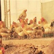 保定家禽养殖基地 光禽批发与现代化屠宰生产全解析