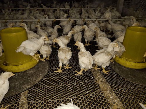 霉菌毒素惹的祸？肉鸡养殖中掉毛问题的分析与对策