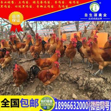 阆中优质家禽苗源地探秘 梁平县自生源家禽养殖基地的产品与价值