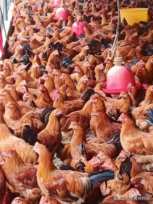 发酵饲料与精细屠宰 家禽养殖业扭亏为盈的双引擎