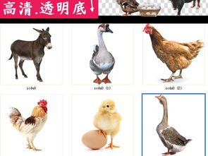 家禽养殖系列 从公鸡到奶牛的多样化经营