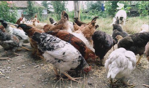 鸡舍为何不见蟑螂 探秘家禽的天然清道夫