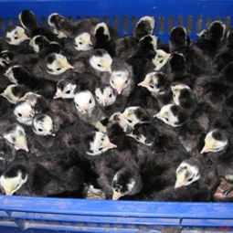 冯氏家禽养殖场 专业提供广东火鸡苗与福建火鸡苗，专注光禽屠宰与生产