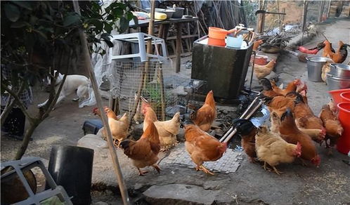 2022年农村家禽养殖禁令解除内容解读，农民朋友需了解