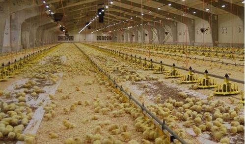 温氏“公司+农户”合作模式 谱写乡村致富经，引领家禽养殖新篇章